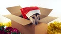 Cute puppy sits in gift box with Christmas and New Year decorations. Royalty Free Stock Photo