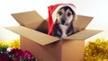 Cute puppy sits in gift box with Christmas and New Year decorations. Royalty Free Stock Photo