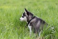 Cute puppy sits in grass in profile Royalty Free Stock Photo