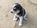 Cute puppy sittiing on floor Royalty Free Stock Photo