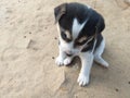 Cute puppy sittiing on floor Royalty Free Stock Photo