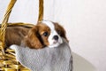 Cute puppy sitting in basket on white background. Dog purebred Cavalier King Charles Spaniel, close-up Royalty Free Stock Photo