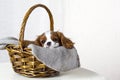 Cute puppy sitting in basket on white background. Dog purebred Cavalier King Charles Spaniel, close-up Royalty Free Stock Photo