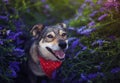 puppy sitting on blooming summer lilac meadow and smiling sweetly devoutly looking up Royalty Free Stock Photo