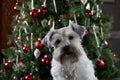 Cute puppy sitting in front of green Christmas tree. White Miniature Schnauzer party mix. Royalty Free Stock Photo