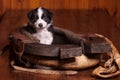 Cute puppy sitting inside an old horse collar