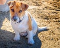 Portrtait of a cute puppy on the beach Royalty Free Stock Photo