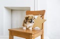 Cute puppy sitting up on wooden chair Royalty Free Stock Photo