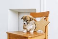 Cute puppy sitting up on wooden chair Royalty Free Stock Photo