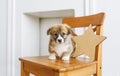 Cute puppy sitting up on wooden chair Royalty Free Stock Photo