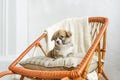 Cute puppy sitting up on wooden rocking-chair