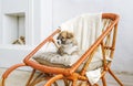 Cute puppy sitting up on wooden rocking-chair Royalty Free Stock Photo