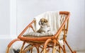 Cute puppy sitting up on wooden rocking-chair Royalty Free Stock Photo