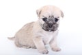 Cute puppy sitting on white background