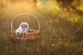 Cute puppy sitting in a wicker basket at sunset in the forest. The concept of friendship, happiness, joy and childhood. Postcard,