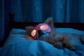 Cute puppy sleeping in bed and wearing pink sleeping mask