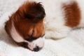 Cute puppy sleeping on carpet Royalty Free Stock Photo