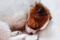 Cute puppy sleeping on carpet Royalty Free Stock Photo
