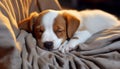 Cute puppy sleeping outdoors, small beagle, fluffy fur, purebred dog generated by AI Royalty Free Stock Photo