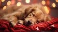 Cute puppy sleeping peacefully on soft yellow bed. Small dog is resting at home Royalty Free Stock Photo