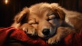 Cute puppy sleeping peacefully on soft yellow bed. Small dog is resting at home Royalty Free Stock Photo