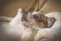 Cute puppy sleeping serenity Royalty Free Stock Photo