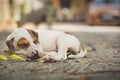 A cute puppy sleeping on the street