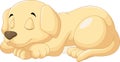Cute puppy sleeping Royalty Free Stock Photo