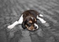 Cute puppy sleeping on veil