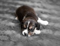 Cute puppy sleeping on veil