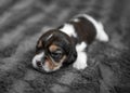 Cute puppy sleeping on veil