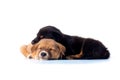 Cute Puppy sleeping on white background Royalty Free Stock Photo
