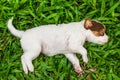 Sweet dreams cute puppy on the grass