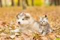 Cute puppy and small kitten lying together in autumn park Royalty Free Stock Photo