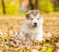 Cute puppy and small kitten lying together in autumn park Royalty Free Stock Photo