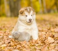 Cute puppy and small kitten together in autumn park Royalty Free Stock Photo