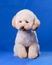 Cute puppy of a small miniature apricot-colored poodle on a blue chromakey background
