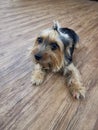 Silky terrier dog with a hair clip