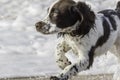 Cute puppy spaniel dog afraid of the sea