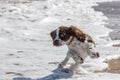 Cute puppy spaniel dog playing in the sea on a beach walk