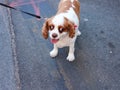 A cute puppy with split looking direction,Manhattan street.