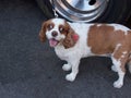 A cute puppy with split looking direction,Manhattan street.