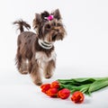 A cute puppy stands next to a bouquet of flowers. Yorkshire terrier on a white background Royalty Free Stock Photo