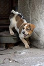 A cute puppy steping down and barking at door gate Royalty Free Stock Photo