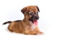 Cute puppy sticking out his tongue Royalty Free Stock Photo