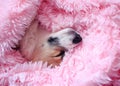 puppy sweetly sleeps in bed buried in a pink fluffy blanket pulling one nose