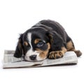 A cute puppy taking a nap on a newspaper