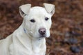 Pitbull puppy dog, pet rescue adoption photography Royalty Free Stock Photo