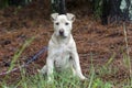 Pitbull puppy dog, pet rescue adoption photography Royalty Free Stock Photo