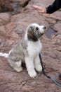 Cute Puppy in Training session outdoors